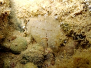 Pinna nobilis (juvenile)