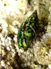 Pisania striata