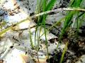 Syngnathiformes