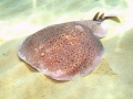 Torpediniformes