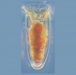 Ciliophora