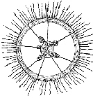 Family Dipleurosomatidae