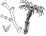 Hydrozoa (hydroids)