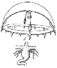 Family Lovenellidae, typical medusa