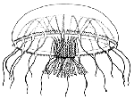 Hydrozoa (hydroids)