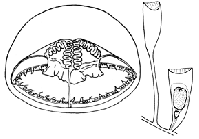 Family Tiarannidae: typical medusa and hydrotheca of polyp