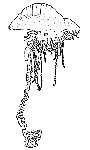 Hydrozoa