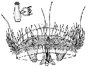 Family Olindiidae: Genus Craspedacusta