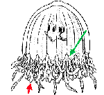 Hydrozoa (hydroids)