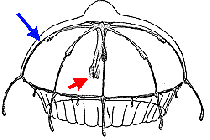 Rhopalonematidae, characterstics