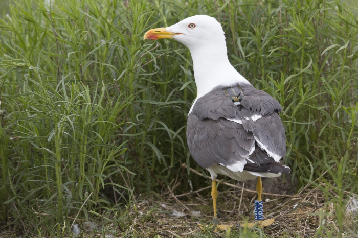 Lesser black-backed gull with transmitter