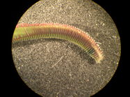 Picture of Marenzelleria viridis