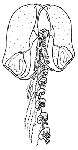 Hydrozoa (hydroids)