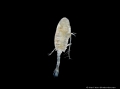 Pseudodiaptomus marinus