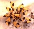 Stylopallene cheilorhynchus