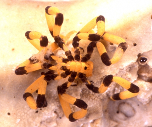 Stylopallene cheilorhynchus Stylopallene cheilorhynchus