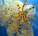 Pseudopallene variabilis-complex on bryozoan, author: Bamber, Roger