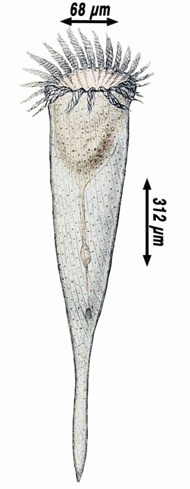 Rhabdonella spiralis by Hermann Fol