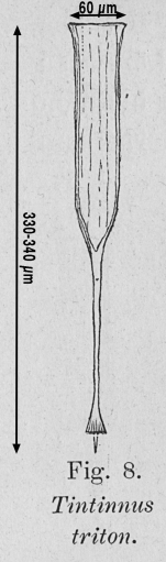 Rhabdonellopsis triton - drawing from original description as Tintinnus triton