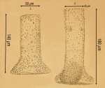 Tintinnopsis brandti original drawing by Nordqvist 1890