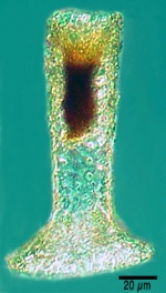 Tintinnopsis brandti