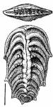 Bolivinella australis Cushman. Paratype