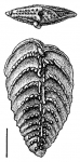 Bolivinella collinsi Hayward HOLOTYPE