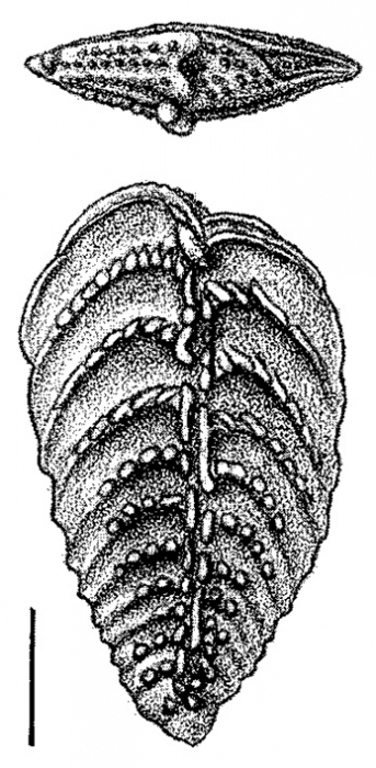 Bolivinella collinsi Hayward HOLOTYPE Bolivinella collinsi Hayward HOLOTYPE
