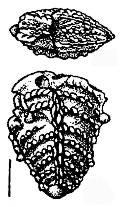 Bolivinella profolium Hayward HOLOTYPE Bolivinella profolium Hayward HOLOTYPE