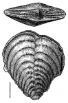 Inflatobolivinella laevigata Hayward HOLOTYPE