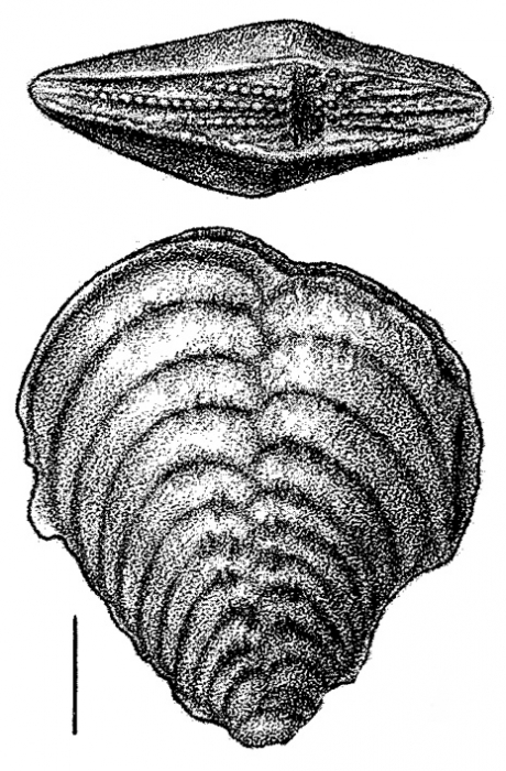 Inflatobolivinella laevigata Hayward HOLOTYPE Inflatobolivinella laevigata Hayward HOLOTYPE