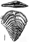 Bolivinella lillei Hayward HOLOTYPE