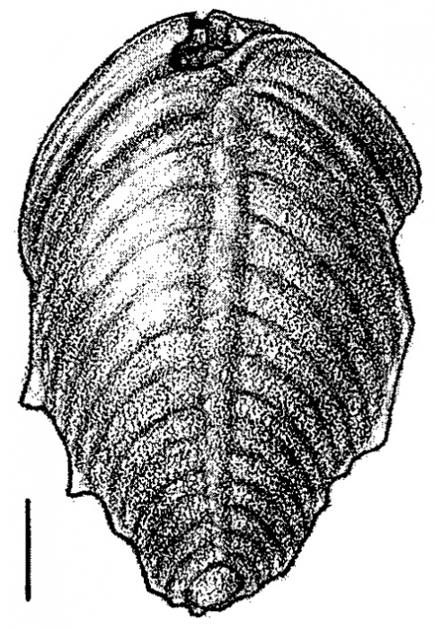 Inflatobolivinella robusta Hayward HOLOTYPE Inflatobolivinella robusta Hayward HOLOTYPE