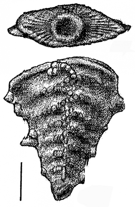 Inflatobolivinella subrugosa zealandica Hayward HOLOTYPE Inflatobolivinella subrugosa zealandica Hayward HOLOTYPE