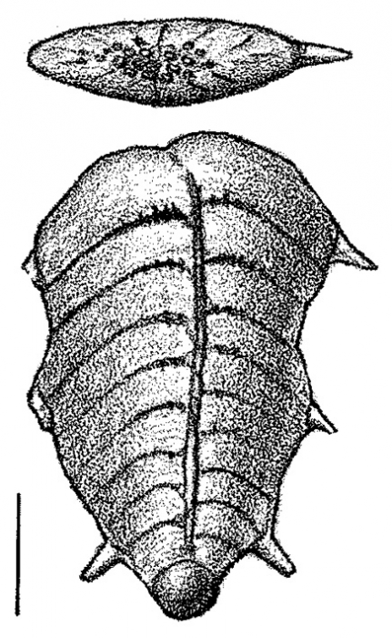 Inflatobolivinella tasmani Hayward HOLOTYPE Inflatobolivinella tasmani Hayward HOLOTYPE