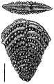 Nodobolivinella nodosa Hayward HOLOTYPE, author: Hayward, Bruce