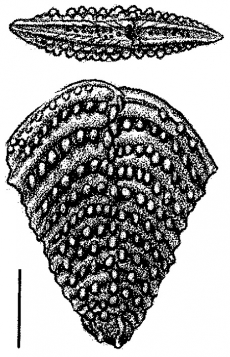 Nodobolivinella nodosa Hayward HOLOTYPE Nodobolivinella nodosa Hayward HOLOTYPE