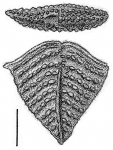 Nodobolivinella victoria Hayward HOLOTYPE