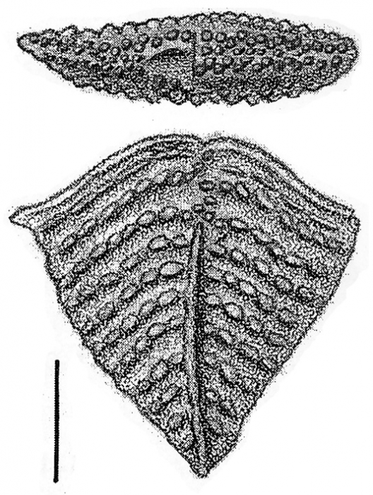 Nodobolivinella victoria Hayward HOLOTYPE Nodobolivinella victoria Hayward HOLOTYPE