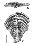 Textularia agglutinans var. folium Parker & Jones. PARALECTOTYPE