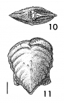 Bolivinella alata Cushman & Bermudez HOLOTYPE