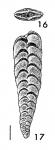 Inflatobolivinella procera Hayward HOLOTYPE