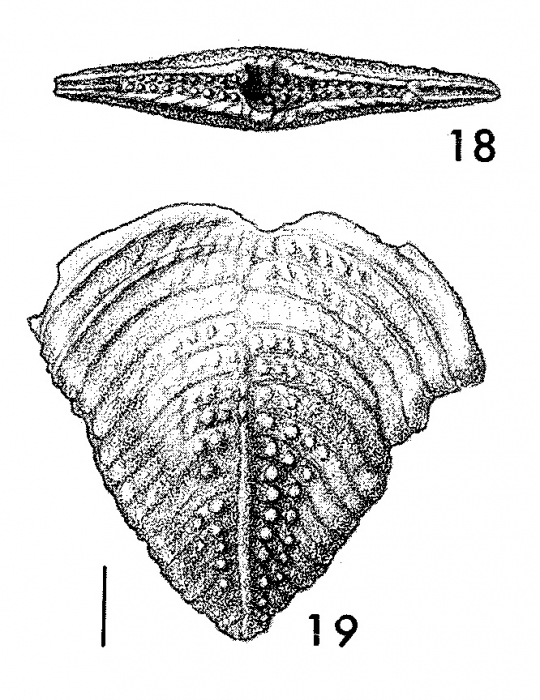 Bolivinella subrugosa Butt PARATYPE Bolivinella subrugosa Butt PARATYPE
