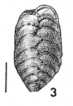 Bolivinella virgata Cushman