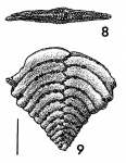 Bolivinella compressa Howe HOLOTYPE