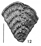 Bolivinella jhingrani Kalia TOPOTYPE