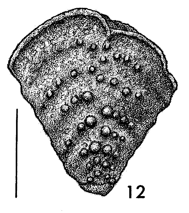 Bolivinella jhingrani Kalia TOPOTYPE Bolivinella jhingrani Kalia TOPOTYPE