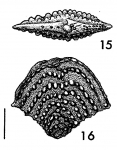 Nodobolivinella palmerae Hayward HOLOTYPE