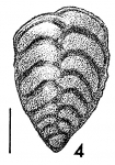 Bolivinella virgata Cushman
