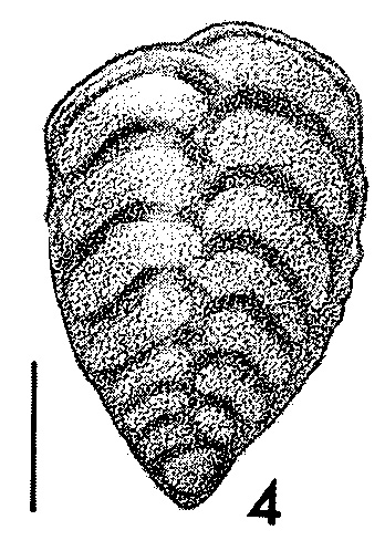 Bolivinella virgata Cushman Bolivinella virgata Cushman